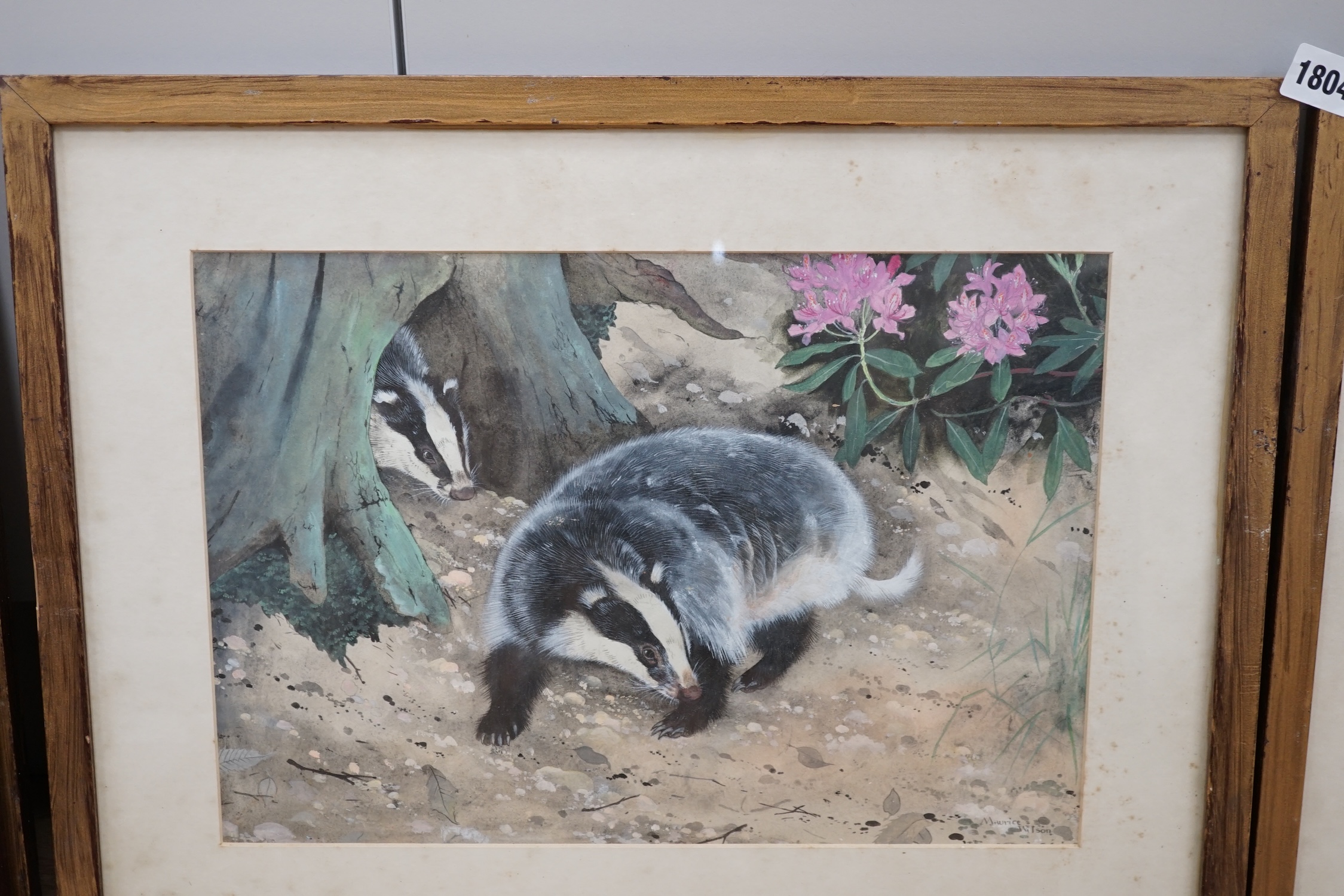 Maurice Wilson (1914-1987), set of four watercolours, Wildlife including badgers and stoats, each signed, 26 x 38cm. Condition - fair to good